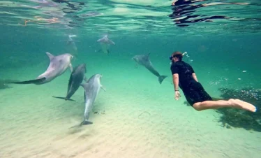 The Dolphin Shows : Swim with Wild Dolphins